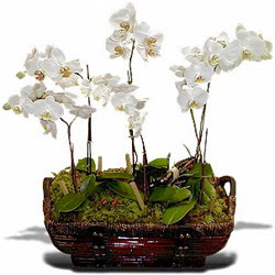  Ankara balgat iekilik iek , ieki , iekilik  Sepet ierisinde saksi canli 3 adet orkide