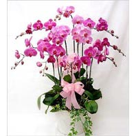  Ankara sevgilime cicekciler , cicek siparisi keiren  3 adet saksi orkide  - ithal cins -
