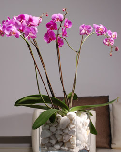  Ankara oran iekilik iek siparii sitesi ucuz iekleri  2 dal orkide cam yada mika vazo ierisinde