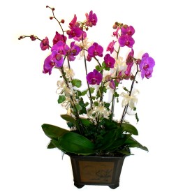  hediye iekilik cicek , cicekci batkent 4 adet orkide iegi
