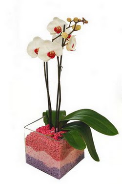  Ankara buket iekilik uluslararas iek gnderme ulus  tek dal cam yada mika vazo ierisinde orkide