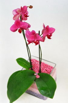  dikmen iekilik ieki maazas online tek dal cam yada mika vazo ierisinde orkide