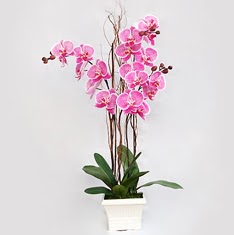  Ankara sevgilime cicekciler , cicek siparisi keiren  2 adet orkide - 2 dal orkide