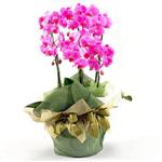  Ankara iekilik nternetten iek siparii   2 dal orkide , 2 kkl orkide - saksi iegidir
