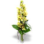  Ankara iekilik nternetten iek siparii   cam vazo ierisinde tek dal canli orkide