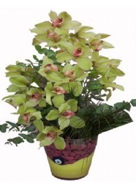 Ankara maaza iekilik 14 ubat sevgililer gn iek keiren  cam vazo ierisinde 2 dal orkide iegi
