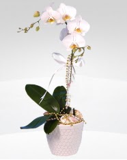 1 dall orkide saks iei  online ieki , iek siparii yenimahalle 
