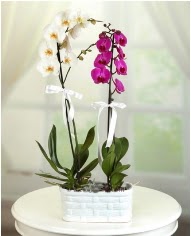 1 dal beyaz 1 dal mor yerli orkide saksda  iekilik iek servisi , ieki adresleri glba 