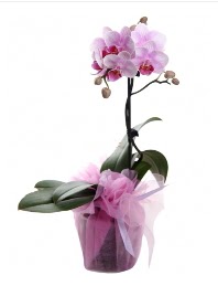1 dal pembe orkide saks iei  Ankara etlik iekilik kaliteli taze ve ucuz iekler kavakldere 