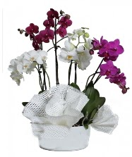 4 dal mor orkide 2 dal beyaz orkide  iekilik anneler gn iek yolla bilkent 