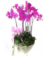 9 dal orkide saks iei  Ankara abidinpaa iekilik gvenli kaliteli hzl iek etlik 