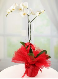 1 dal beyaz orkide saks iei  Ankara yurtii ve yurtd iek siparii demetevler 