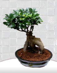 saks iei japon aac bonsai  Ankara etlik iekilik kaliteli taze ve ucuz iekler kavakldere 