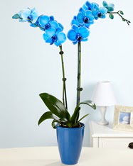 Esiz bir hediye 2 dall mavi orkide  Ankara sevgilime cicekciler , cicek siparisi keiren 