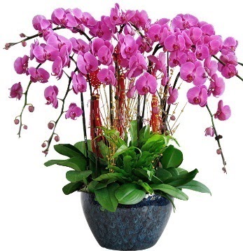 9 dall mor orkide  Ankara maaza iekilik 14 ubat sevgililer gn iek keiren 