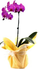  Ankara oran iekilik iek siparii sitesi ucuz iekleri  Tek dal mor orkide saks iei