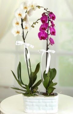 1 mor 1 dal beyaz thal orkide sepet ierisinde  Ankara glba iekilik iek maazas , ieki adresleri incek 