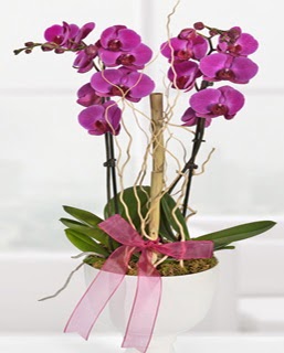 2 dall nmor orkide  iekilik anneler gn iek yolla bilkent 