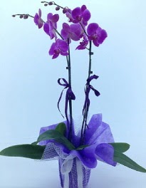 2 dall mor orkide  Ankara etlik iekilik kaliteli taze ve ucuz iekler kavakldere 