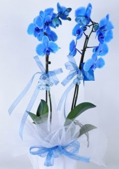 2 dall mavi orkide  kavakldere iekilik internetten iek sat balgat