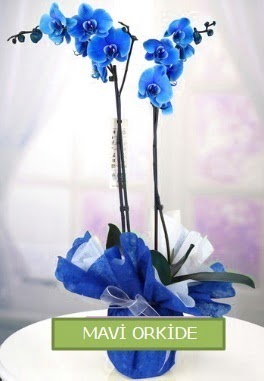 2 dall mavi orkide  Ankara iekilik iekiler ankaya 