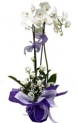 2 dall beyaz orkide 5 adet beyaz gl  dikmen iekilik ieki maazas online