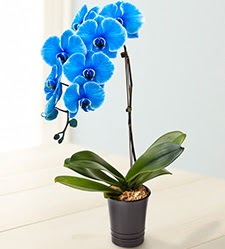 1 dall sper esiz mavi orkide  Ankara glba iekilik iek maazas , ieki adresleri incek 