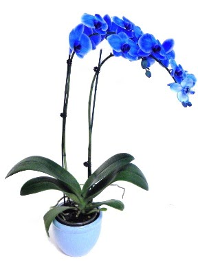 Seramikli 2 dall sper esiz mavi orkide  iekilik iek servisi , ieki adresleri glba 