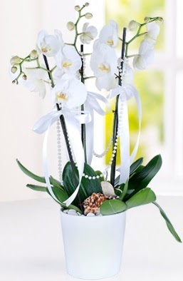 3 dall beyaz orkide  Ankara anatolia ieki iek yolla   