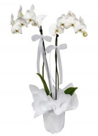2 dall beyaz orkide  Ankara abidinpaa iekilik gvenli kaliteli hzl iek etlik 