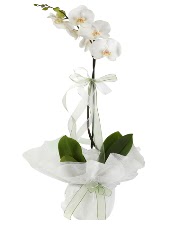 1 dal beyaz orkide iei  Ankara yenimahalle iekilik iek siparii vermek kzlay 