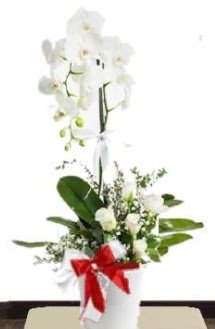 Tek dall beyaz orkide 5 beyaz gl  Ankara oran iekilik iek siparii sitesi ucuz iekleri 