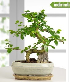 S eklinde ithal gerek bonsai japon aac  kavakldere iekilik internetten iek sat balgat