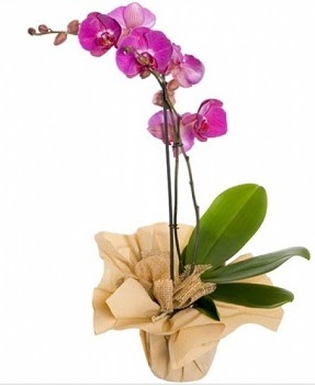 Tek dal mor orkide  Ankara anatolia iekilik iek gnderme sitemiz gvenlidir 