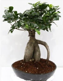 5 yanda japon aac bonsai bitkisi  kavakldere iekilik internetten iek sat balgat