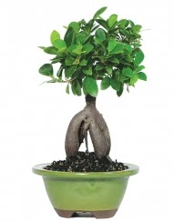 5 yanda japon aac bonsai bitkisi  hediye iekilik cicek , cicekci batkent