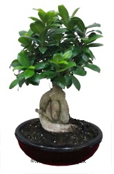 Japon aac bonsai saks bitkisi  iekilik ucuz iek gnder 