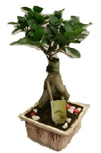 Japon aac bonsai seramik saks  Ankara glba iekilik iek maazas , ieki adresleri incek 