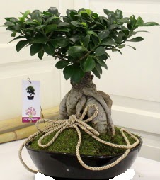 Japon aac bonsai sat  iekilik iek servisi , ieki adresleri glba 