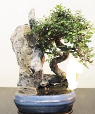 Japon aac bonsai saks bitkisi sat  kavakldere iekilik internetten iek sat balgat