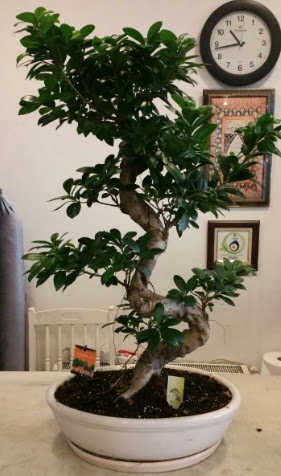 100 cm yksekliinde dev bonsai japon aac  Ankara iekilik nternetten iek siparii  