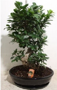 75 CM Ginseng bonsai Japon aac  ankaya iekilik hediye iek yolla 