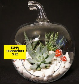 5 kaktsl Elma terrarium orta boy  Ankara keiren iekilik online iek gnderme sipari eryaman 