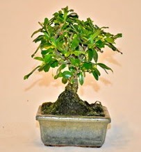 Zelco bonsai saks bitkisi  iekilik iek servisi , ieki adresleri glba 