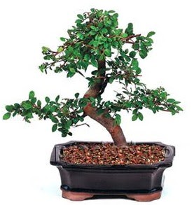 thal bonsai japon aac  Ankara oran iekilik iek siparii sitesi ucuz iekleri 