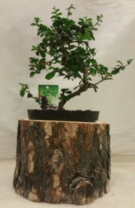 Doal ktk iinde bonsai japon aac  Ankara iekilik nternetten iek siparii  
