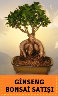 Ginseng bonsai sat japon aac  hediye iekilik cicek , cicekci batkent