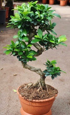 Orta boy bonsai saks bitkisi  Ankara eryaman iekilik internetten iek siparii dikmen 