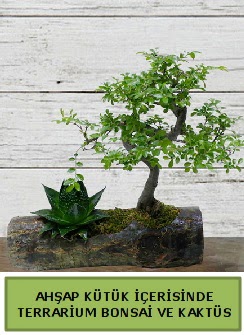 Ahap ktk bonsai kakts teraryum  Ankara eryaman iekilik internetten iek siparii dikmen 