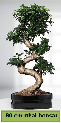 80 cm zel saksda bonsai bitkisi  Ankara iek ieki telefonlar 